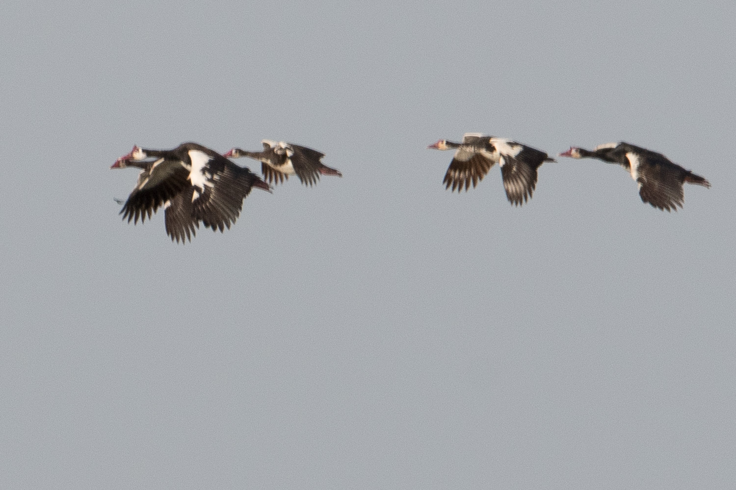 Oies-armées de Gambie au vol (Spur-winged Geese, Plectropterus Gambensis), Marigot de Koutal, Région de Kaolack, Sénégal.